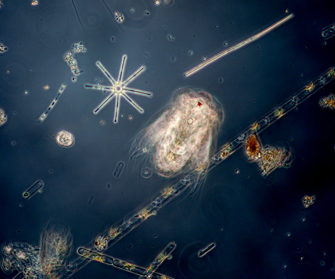 50 - 51 BP3 -6892-Phytoplankton-Ostsee-Sarah-Kaehlert
