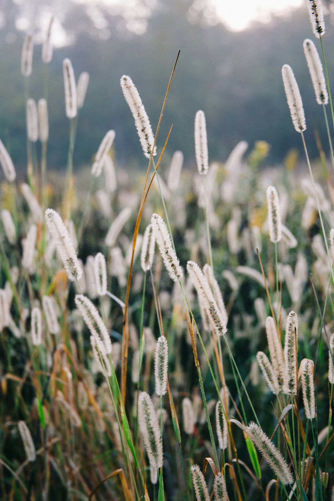 plants-TtybI0ORH7w-unsplash