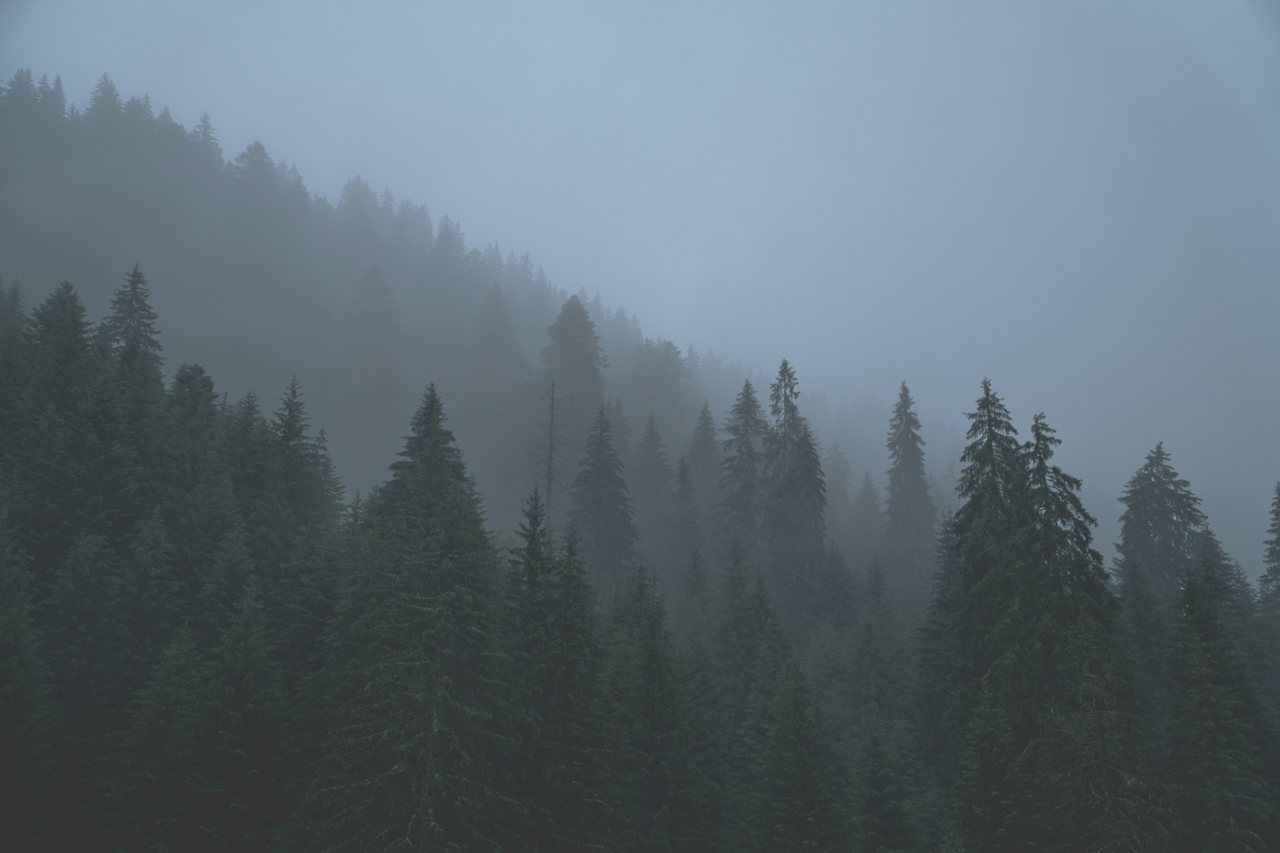 Fichtenwald im Nebel an einem Berghang