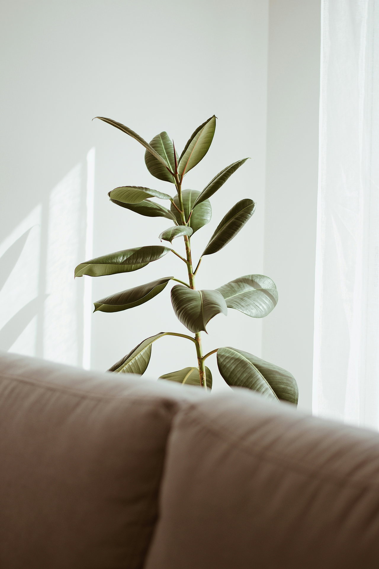 plants-AURdnwzsrkQ-unsplash
