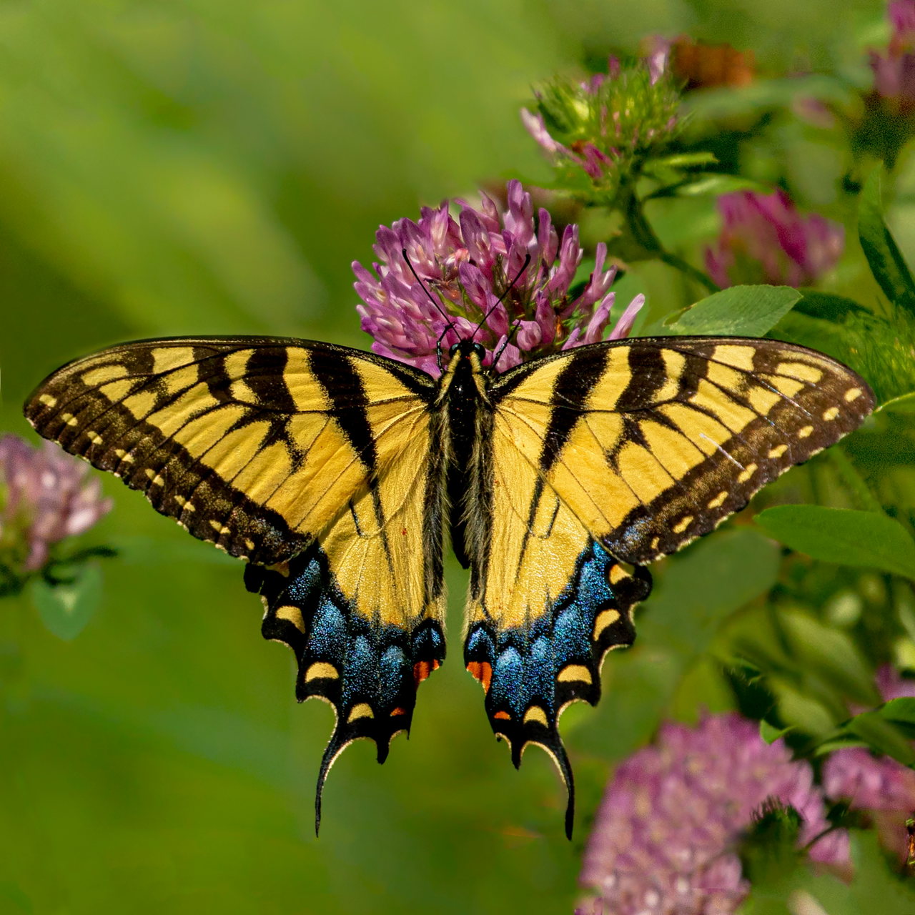 butterfly-3dvsC9tkeP0-unsplash