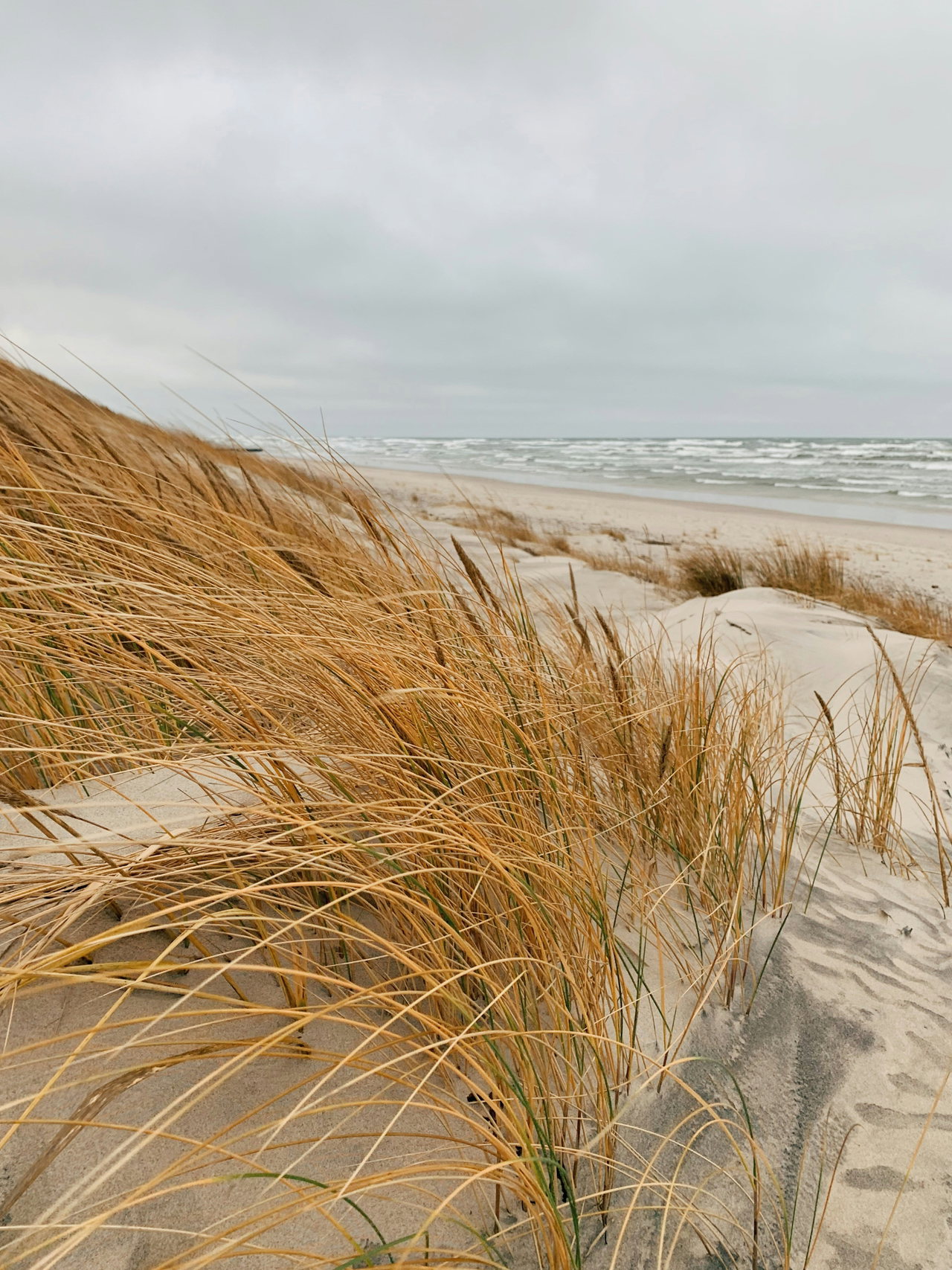 Dünengras am Ostseestrand unter grauem Himmel