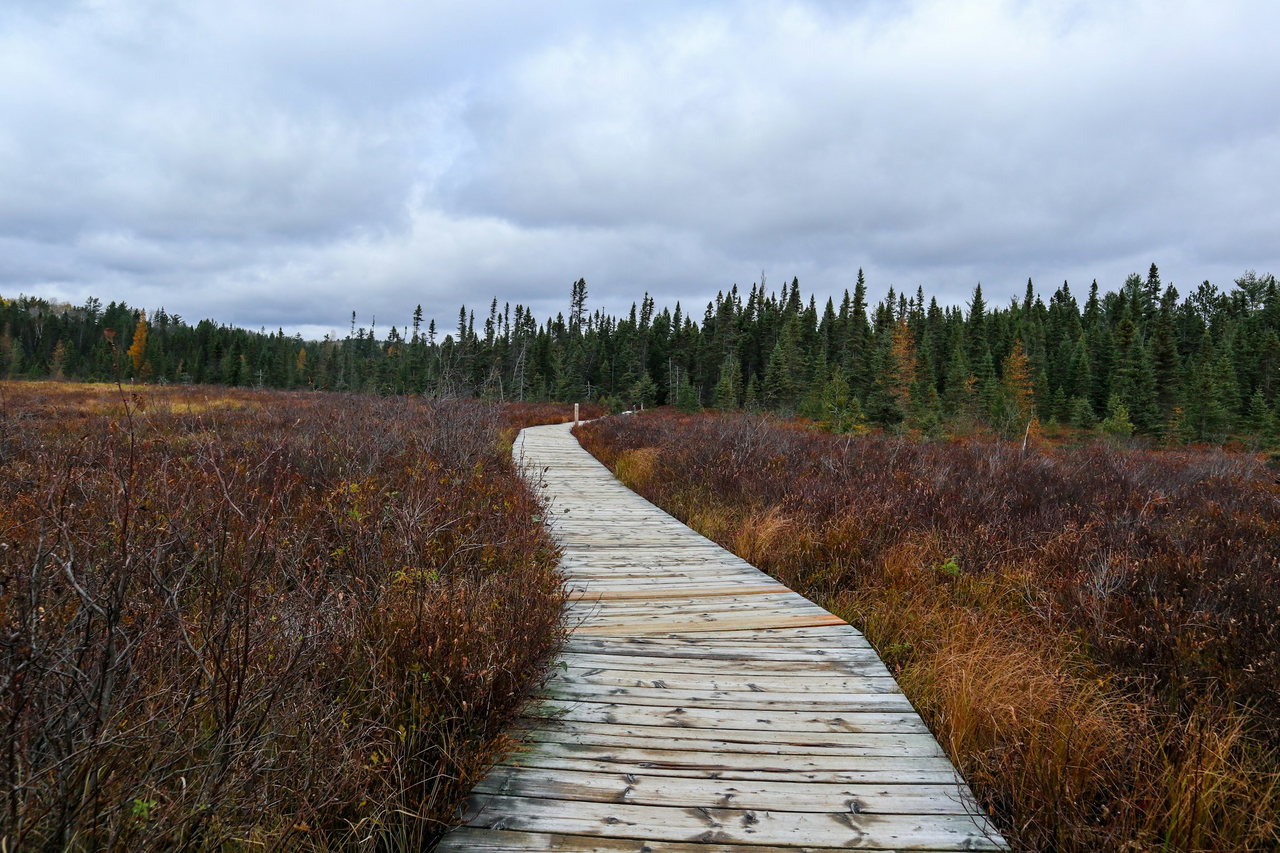 Hölzerner Bohlenweg führt durch ein herbstlich rotbraunes Moor auf einen dunklen Nadelwald zu, bewölkter Himmel