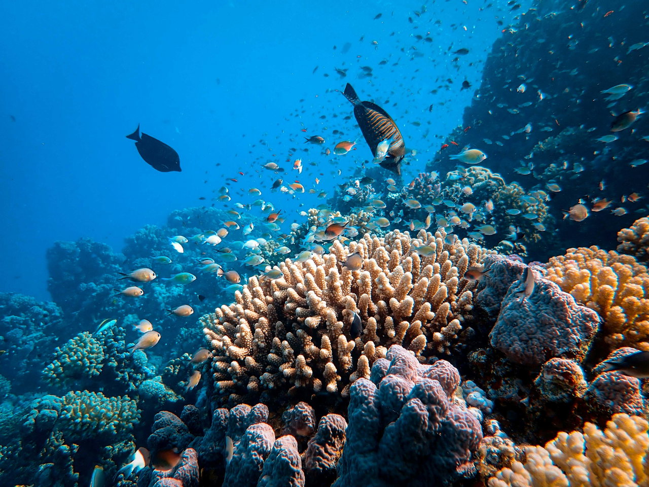 Korallenriff mit einem Schwarm kleiner Fische im klaren blauen Wasser