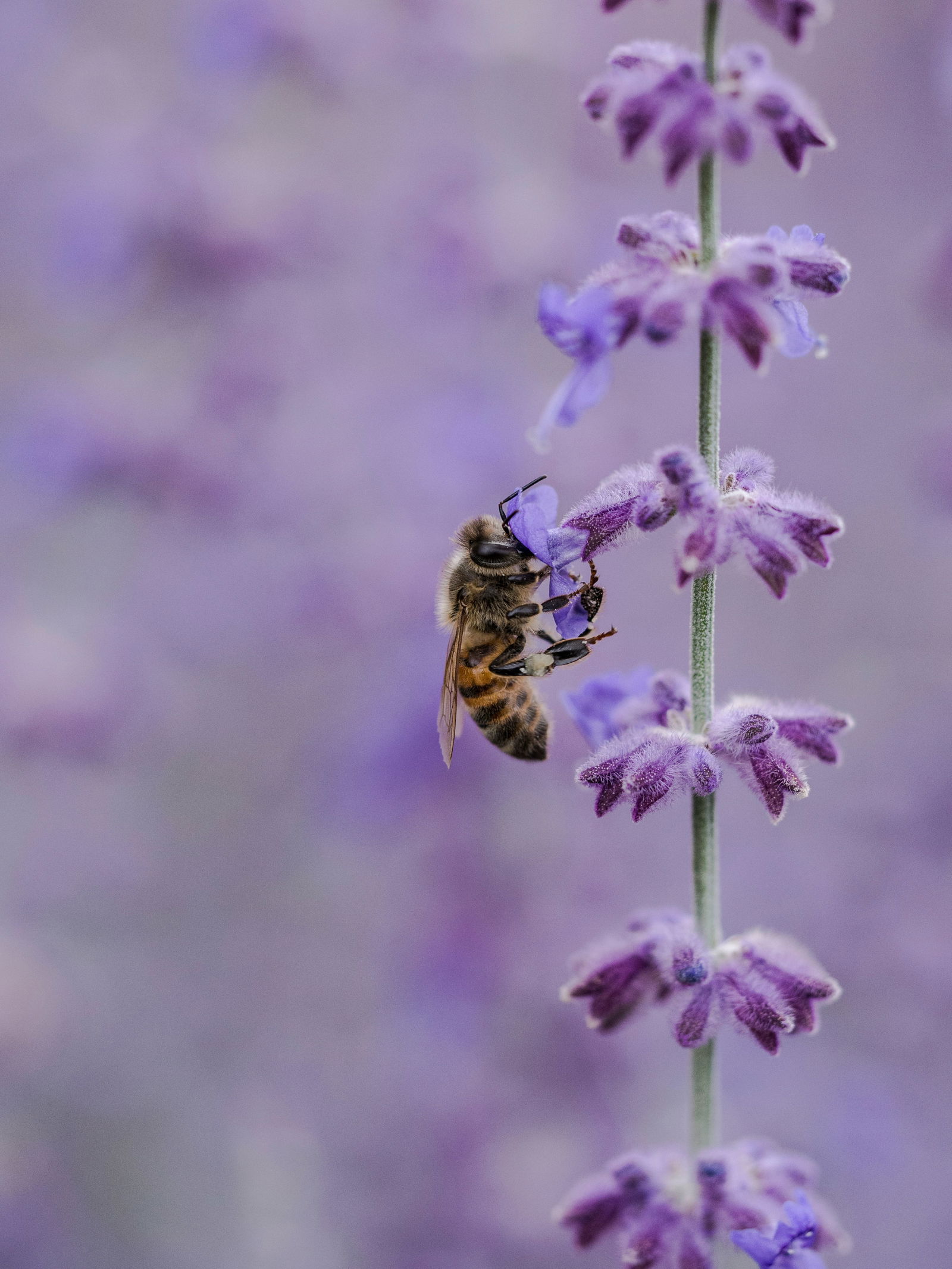 bee-JN1Lvw3EJaU-unsplash