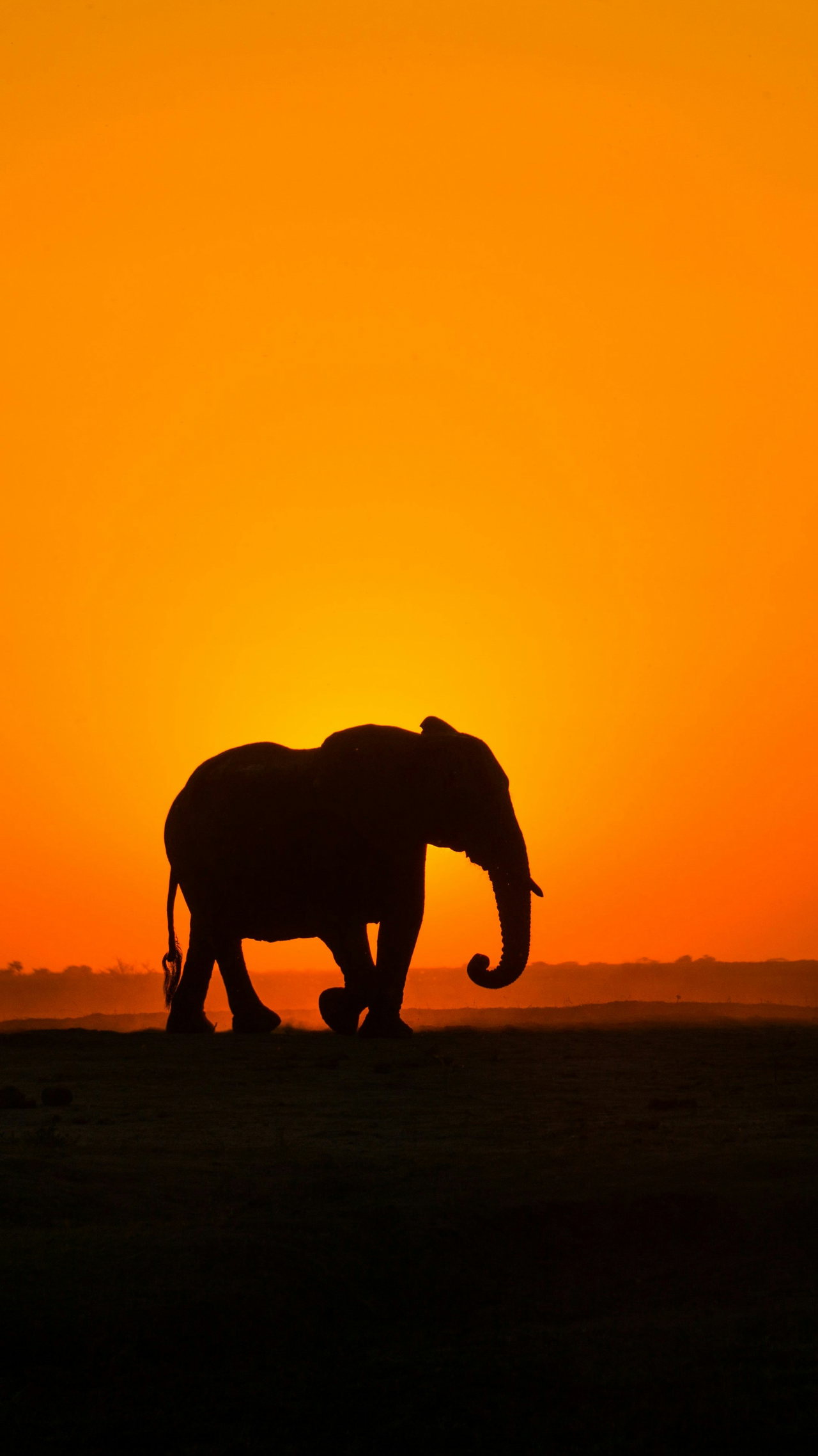 Elefant als Silhouette vor orangem Abendhimmel