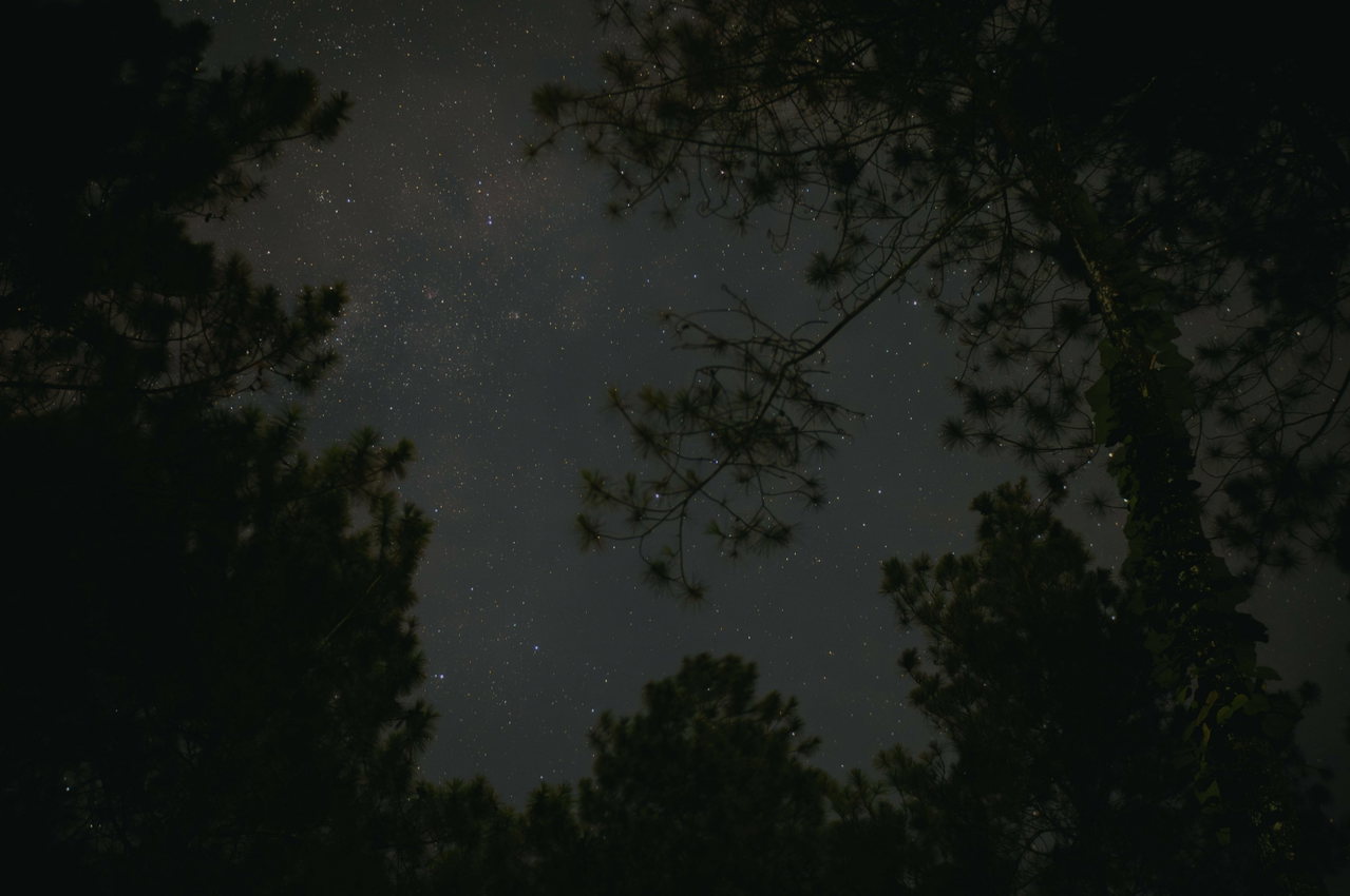 Baumkronen vor dem Sternenhimmel