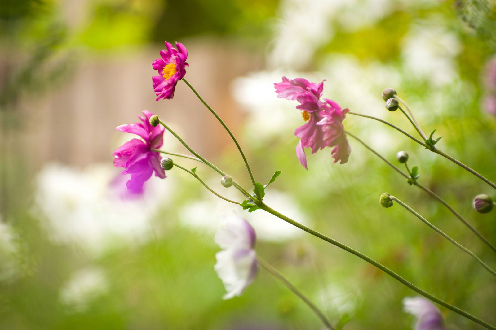 flower wild-uLGLU8s-lPU-unsplash