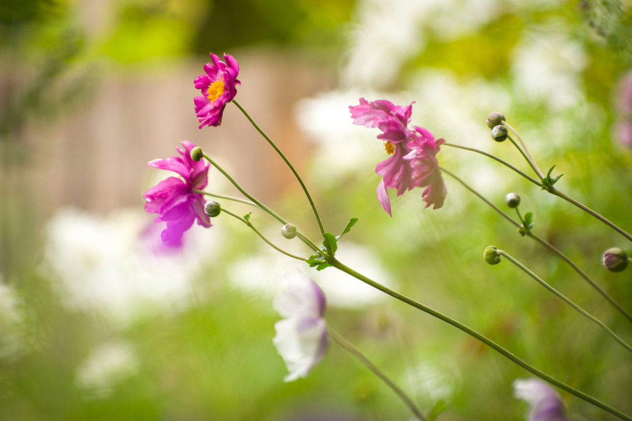 flower wild-uLGLU8s-lPU-unsplash