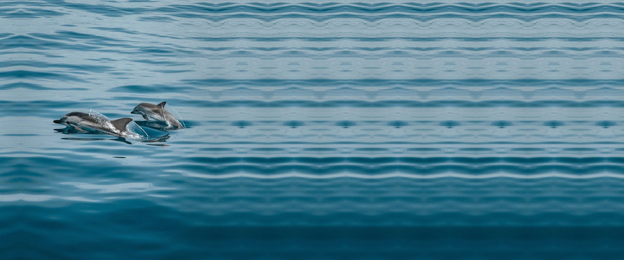 Zwei Delfine springen dicht über der Wasseroberfläche