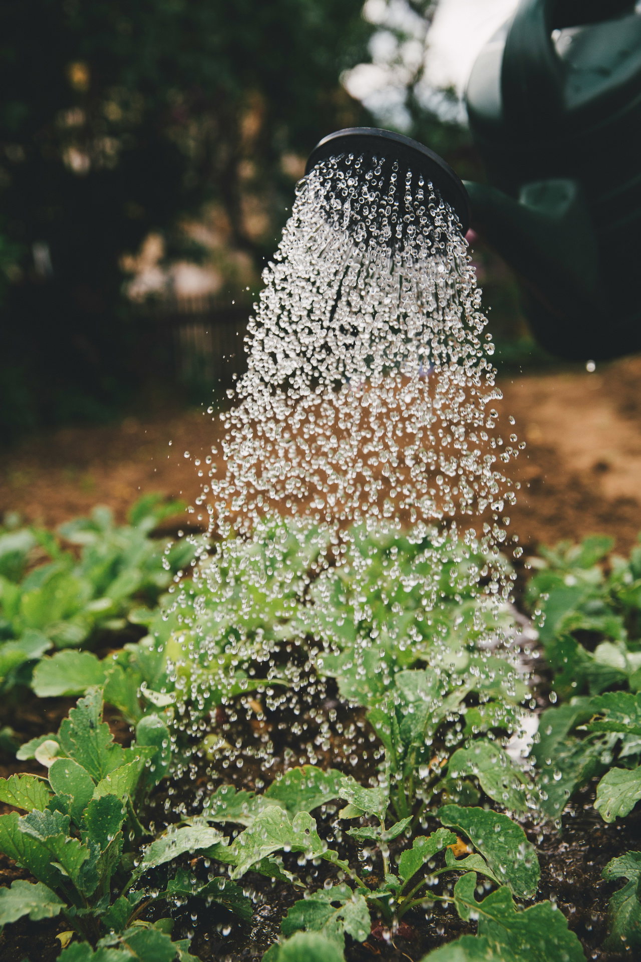 Wasser aus einer Gießkannenbrause fällt auf junge Pflanzen im Beet