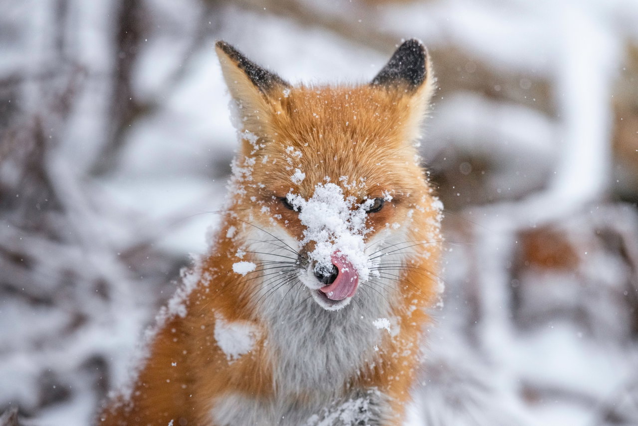fox in snow-YfP_VibQbhg-unsplash