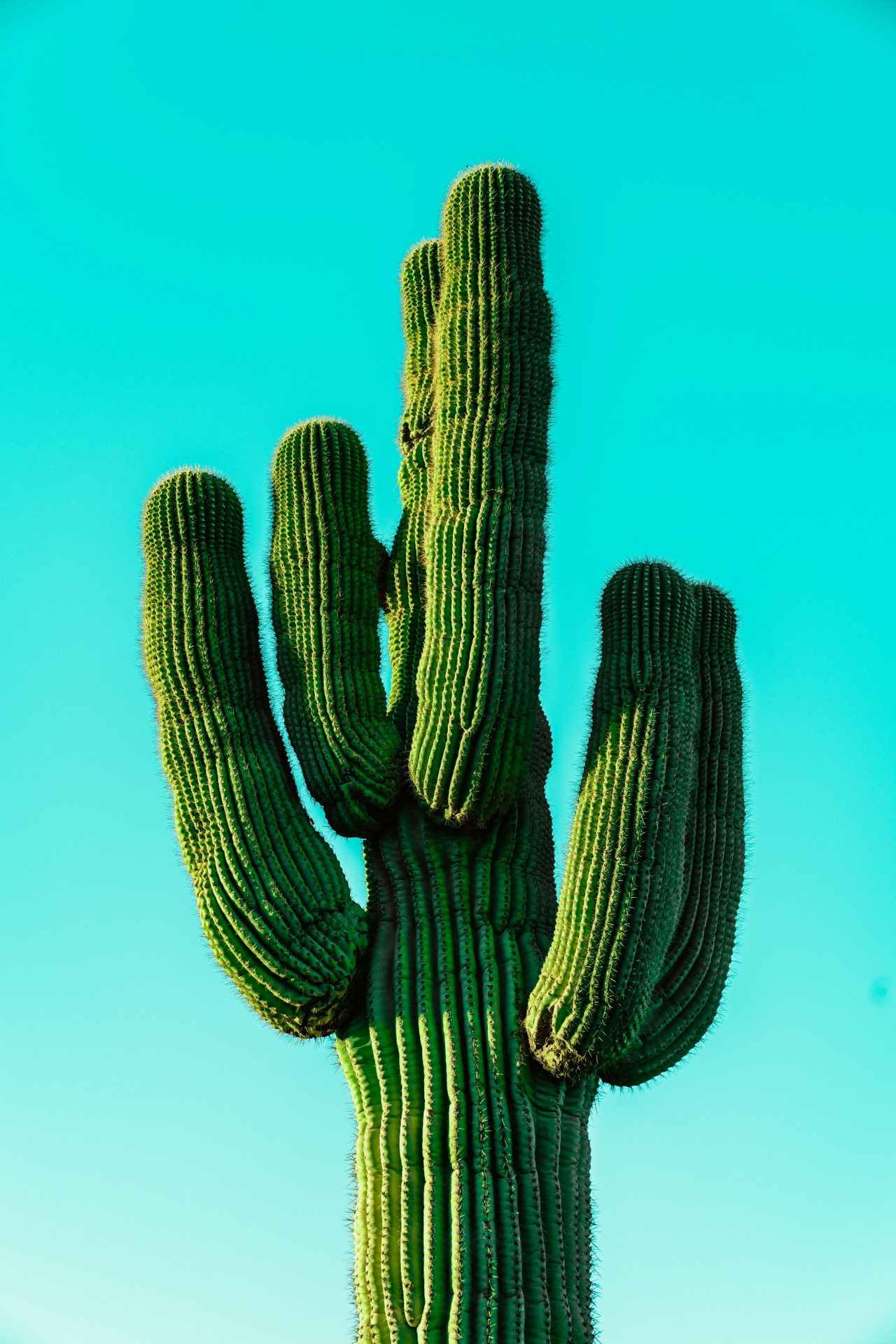 tacos-lW5yf-EQFDs-unsplash