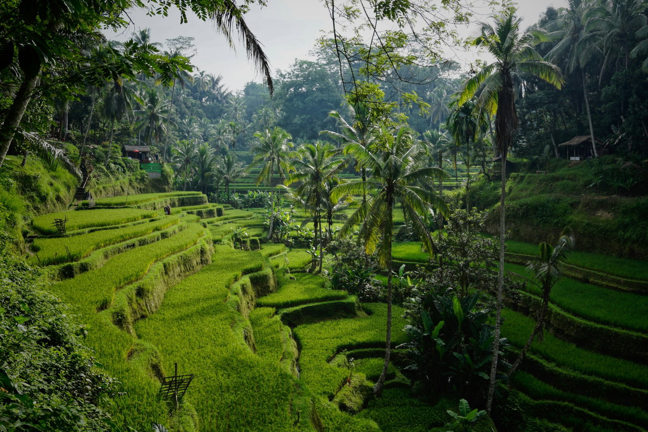 Grüne Reisterrassen zwischen Palmen auf Bali