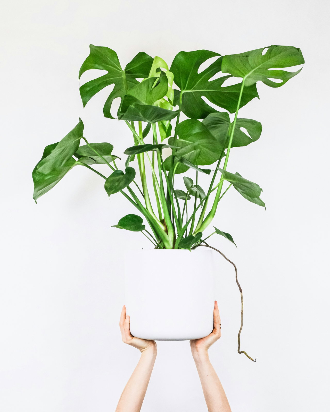 plants-bwsTJMnhcwE-unsplash