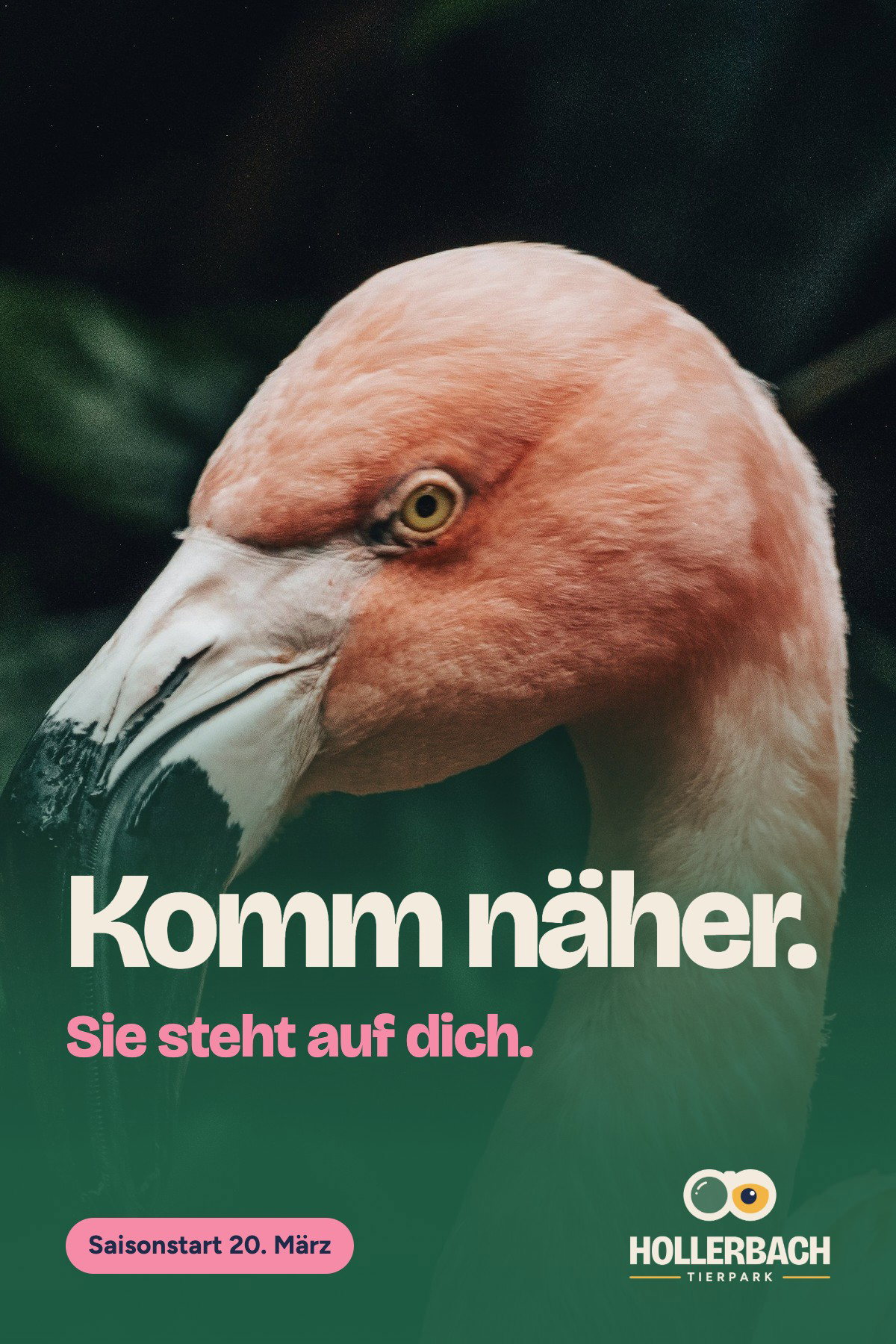 Kampagnenplakat des Tierparks Hollerbach: Kopf und Hals eines rosa Flamingos im Profil vor dunkelgrünem Laub, das Auge im Fokus. Headline „Komm näher.“, darunter in Flamingorosa „Sie steht auf dich.“ auf dschungelgrünem Verlauf. Darunter ein Pill-Schild „Saisonstart 20. März“ und das helle Logo des Tierparks Hollerbach.