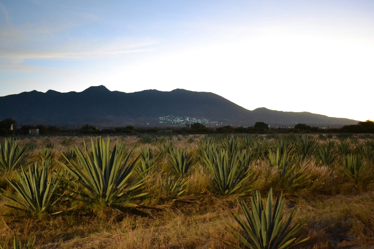 mezcal-Y9TVTqiwnOs-unsplash