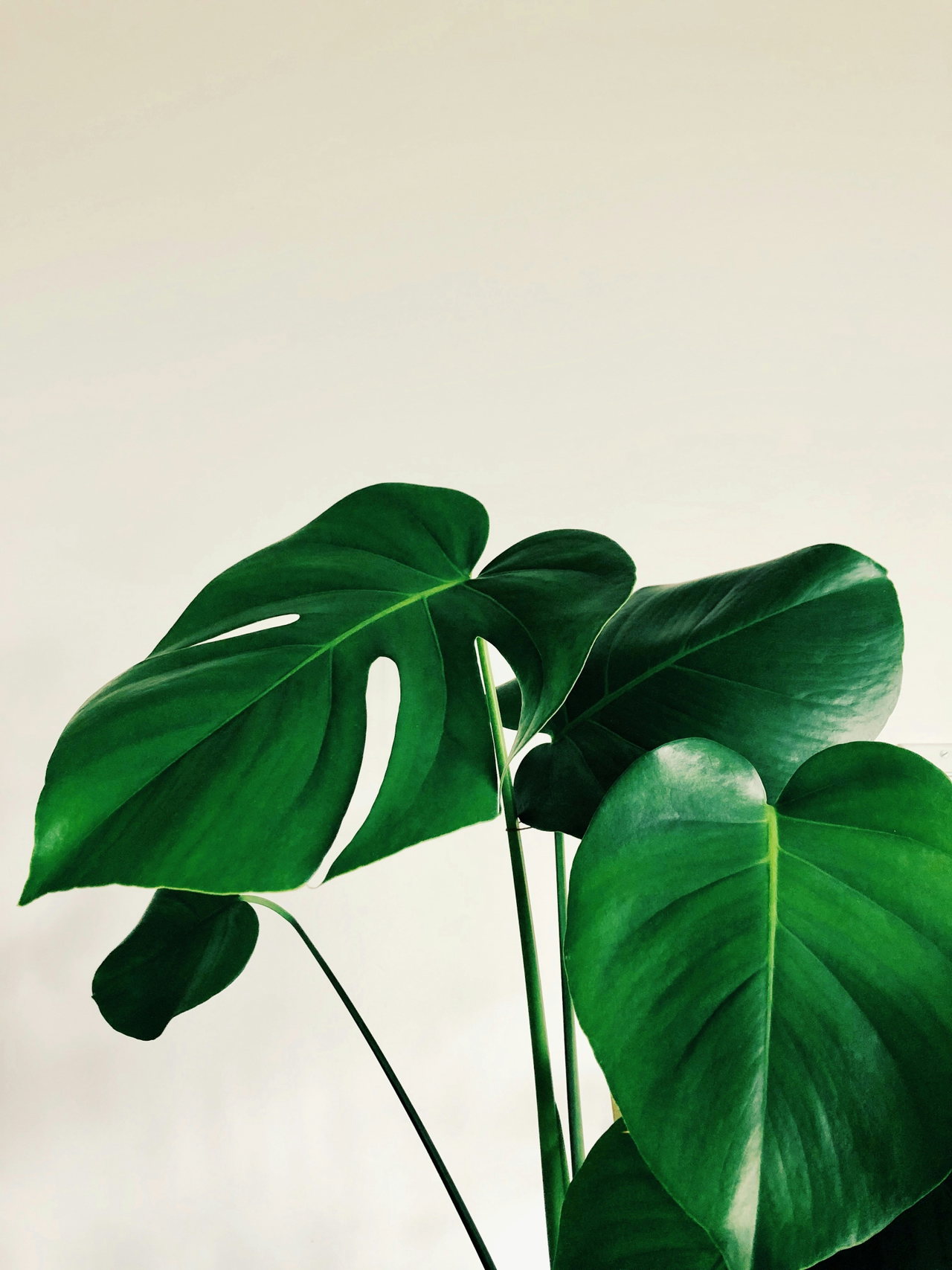 plant city-avA-YuEe2ZA-unsplash