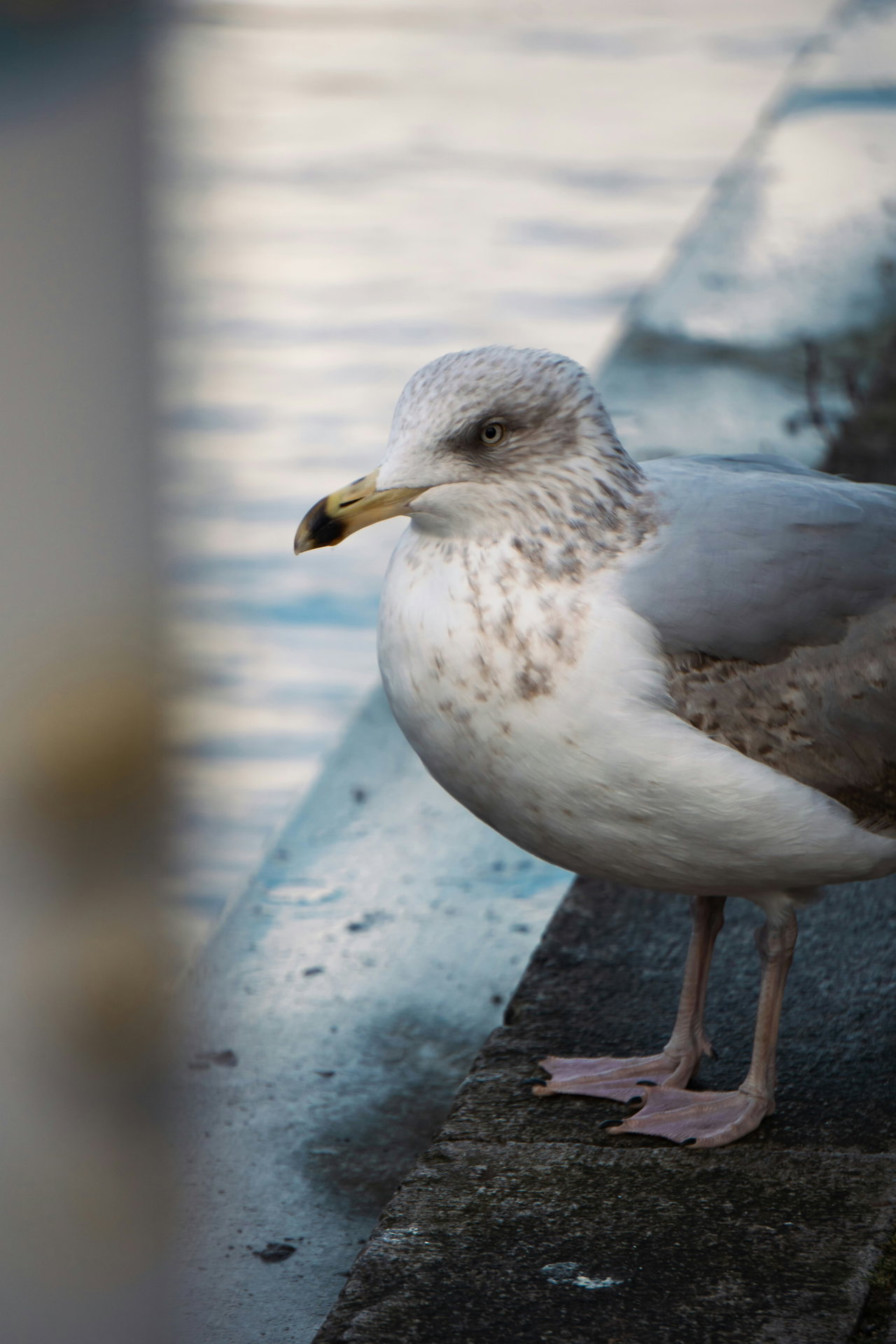 Möwe auf einer Kaimauer an der Elbe