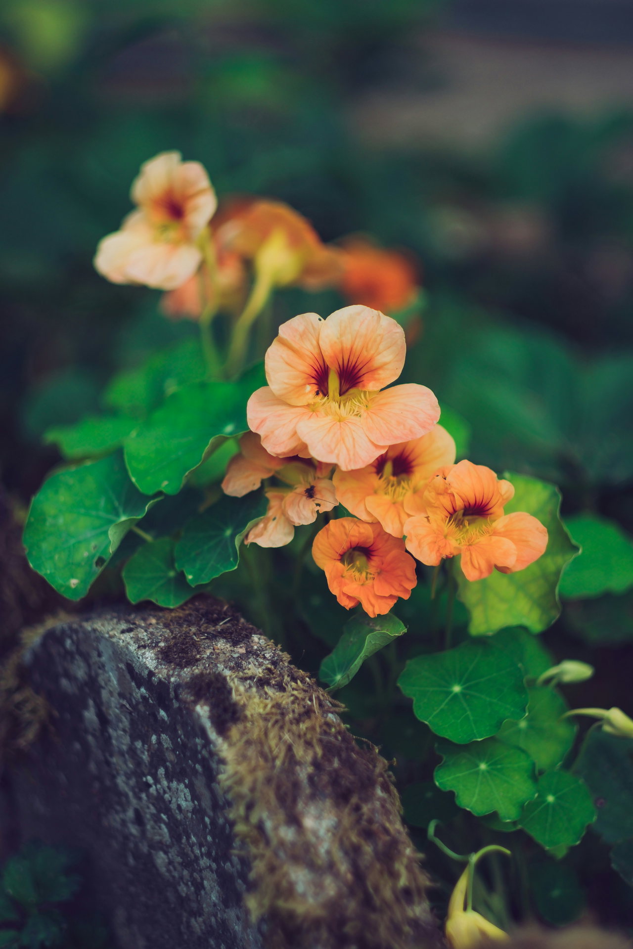 Orangefarbene Blüten der Kapuzinerkresse zwischen runden Blättern