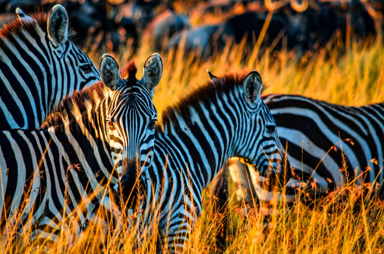 Zebras dicht beieinander im goldenen Gras