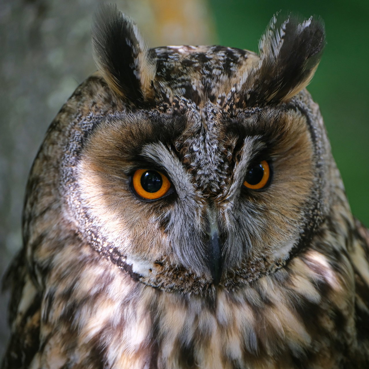 long eared owl-7yNyjYm5Rsw-unsplash