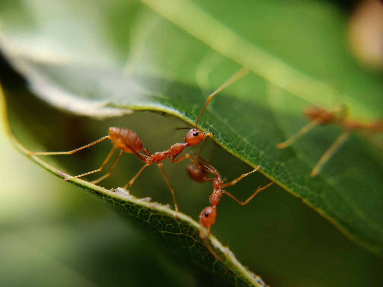 insects-v9wN8wCPLHY-unsplash