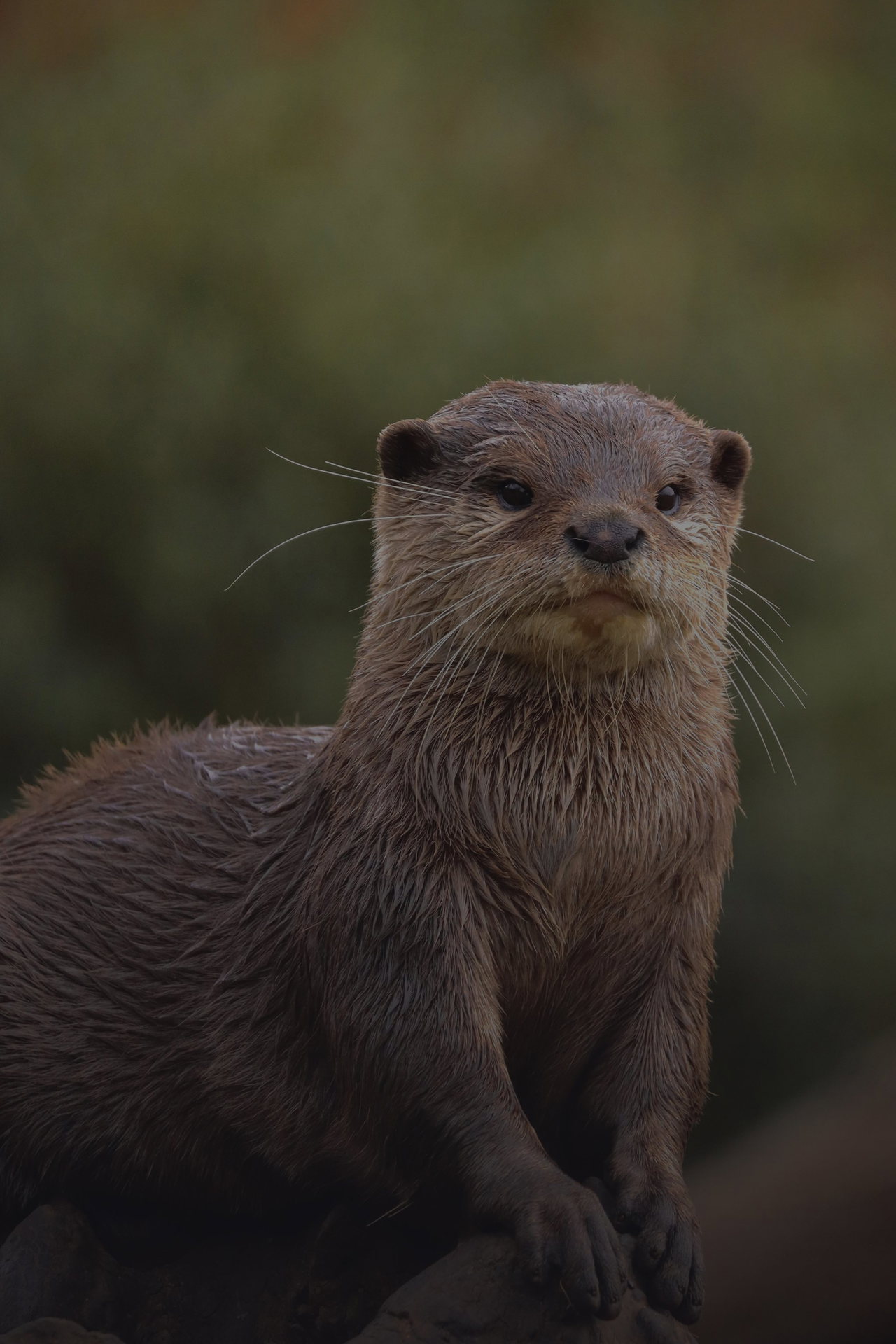 Nasser Otter mit langen Schnurrhaaren sitzt auf einem Felsen und blickt neugierig frontal in die Kamera