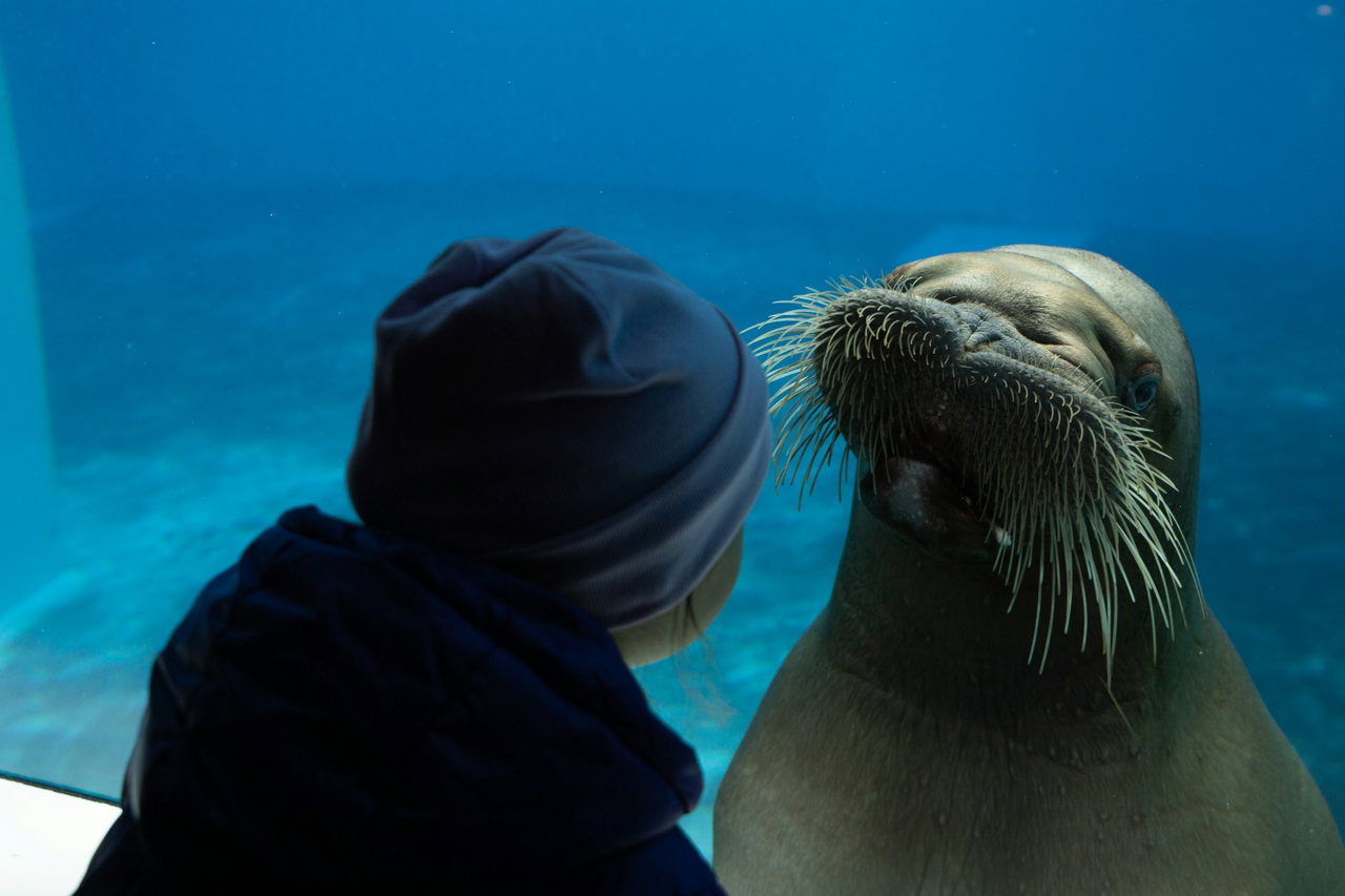 Kind mit Mütze steht dicht an einer Aquariumscheibe, auf der anderen Seite schaut eine Robbe mit dichtem Schnurrbart zurück