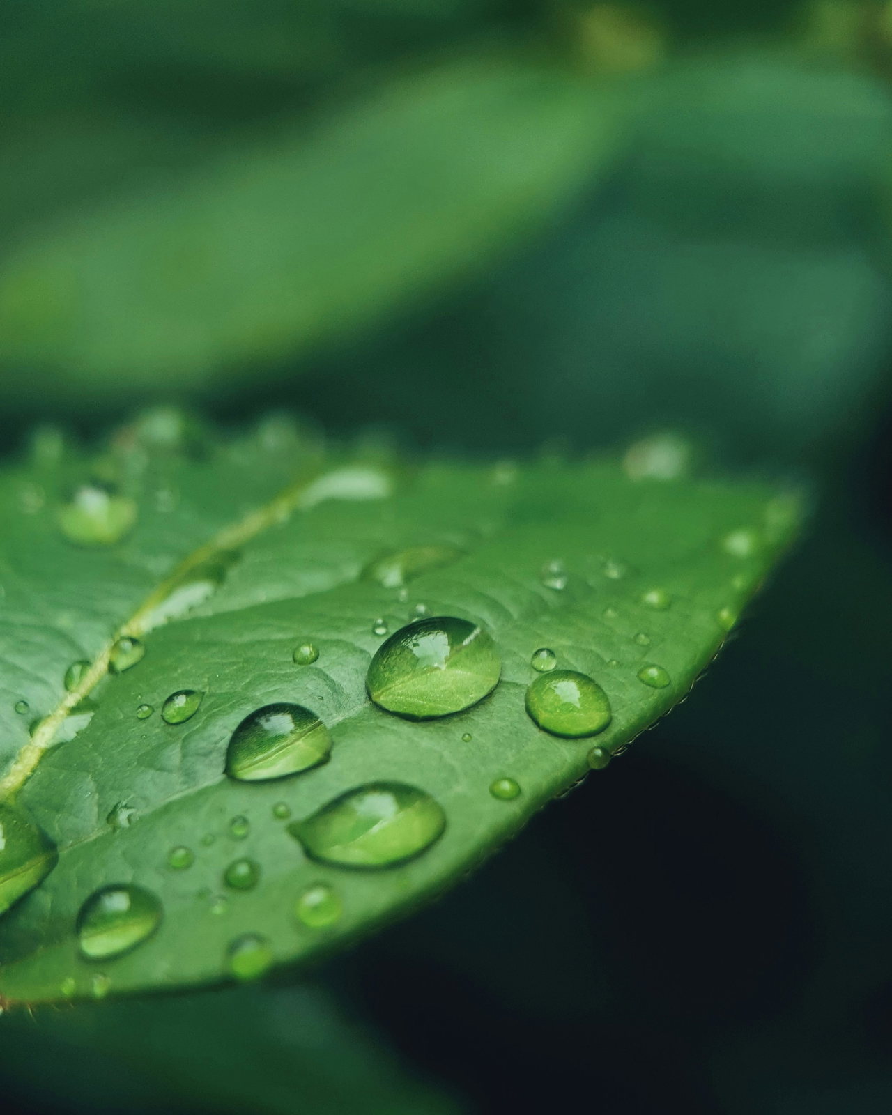 bee-CfimHDZtG3o-unsplash