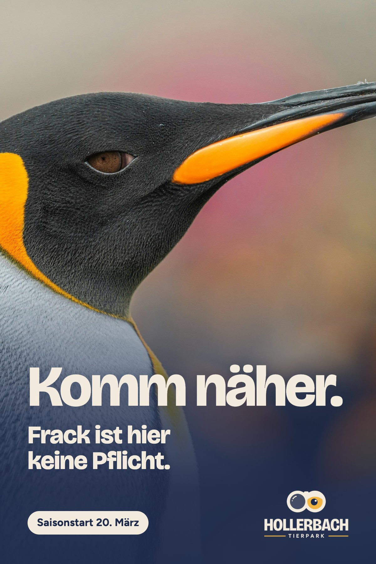 Kampagnenplakat des Tierparks Hollerbach: Profil eines Königspinguins mit orangefarbenem Schnabel und Halsfleck, ganz nah angeschnitten. Headline „Komm näher.“, darunter in Sand „Frack ist hier keine Pflicht.“ Darunter ein Pill-Schild „Saisonstart 20. März“ und das helle Logo des Tierparks Hollerbach.