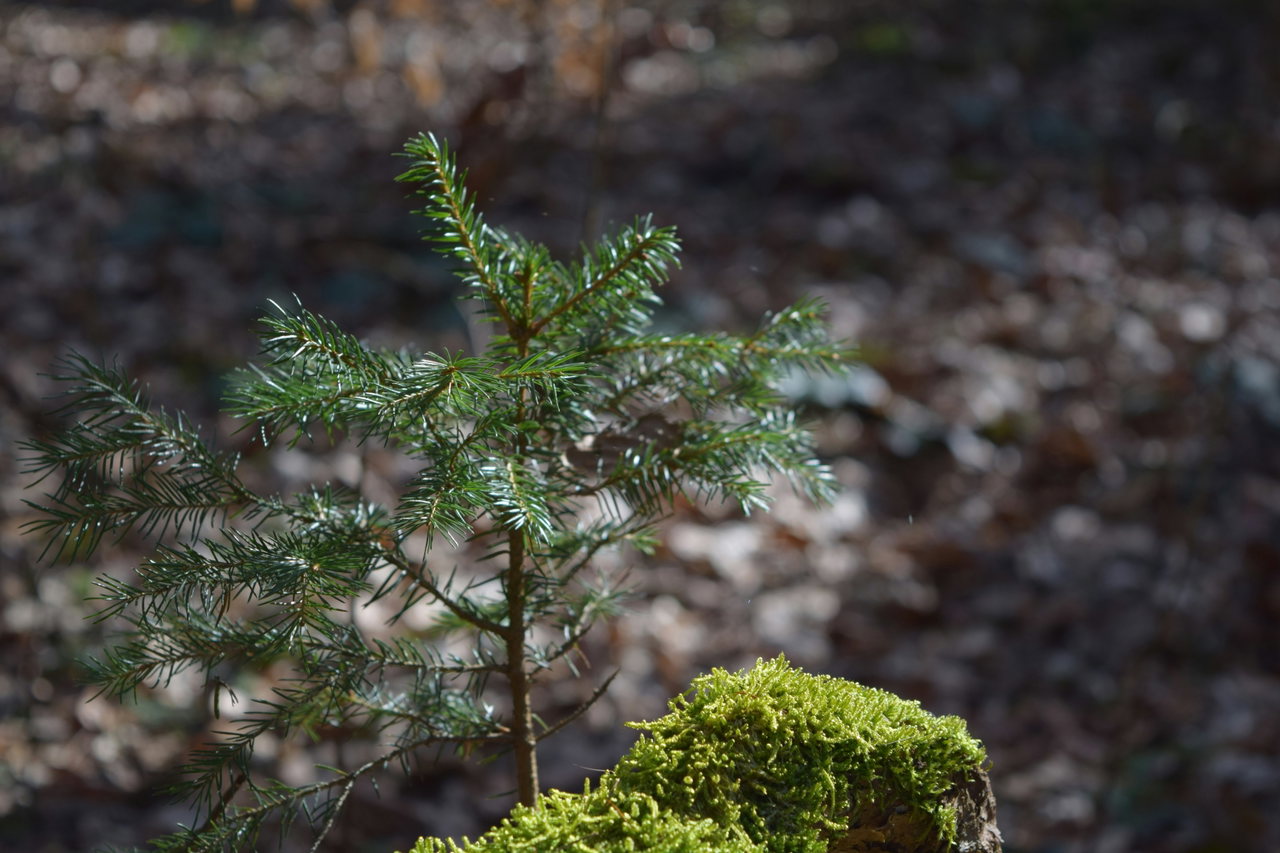 Junge Tanne wächst auf dem Waldboden neben einem Moospolster