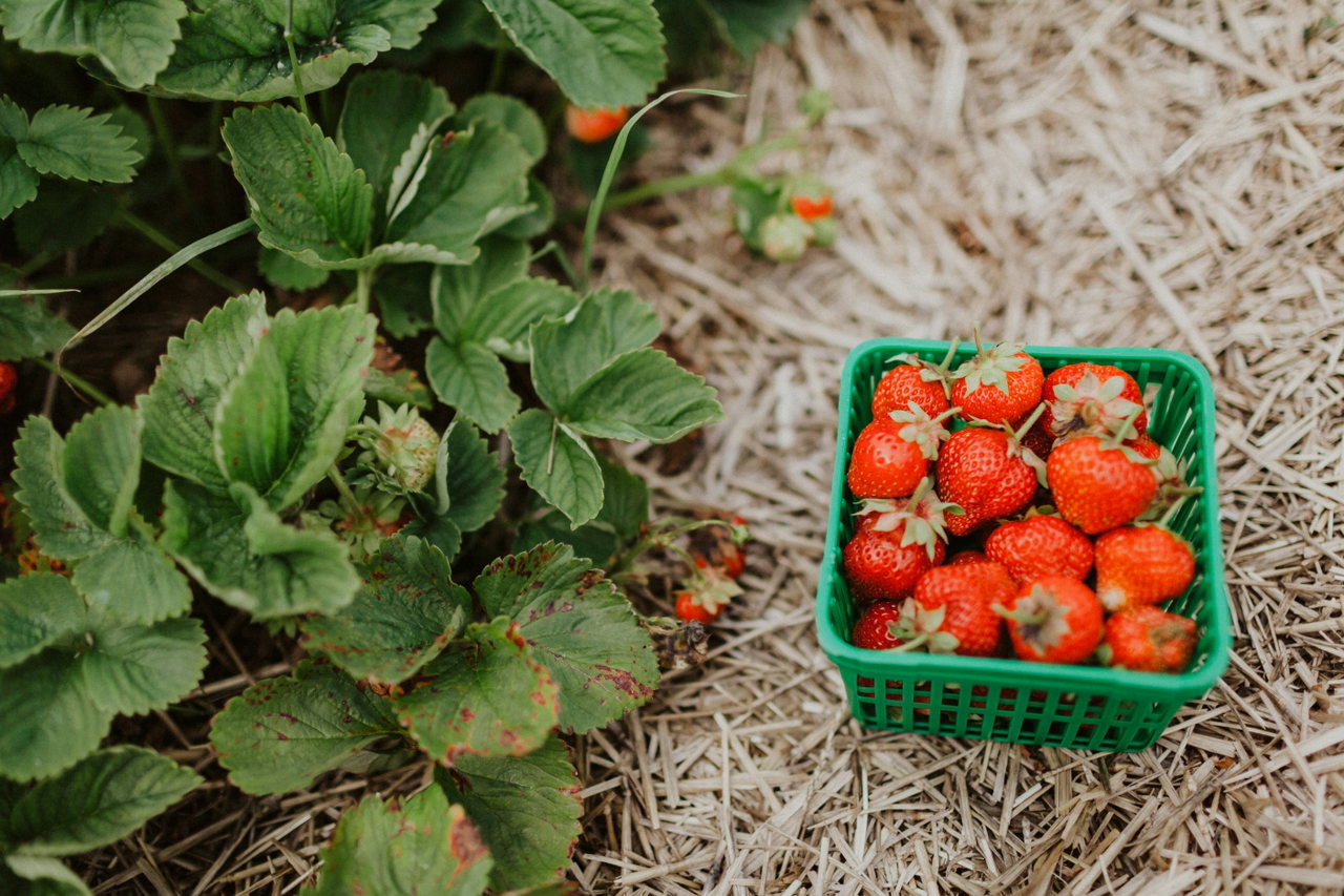 Ein Korb mit reifen Erdbeeren steht im Stroh zwischen Erdbeerpflanzen