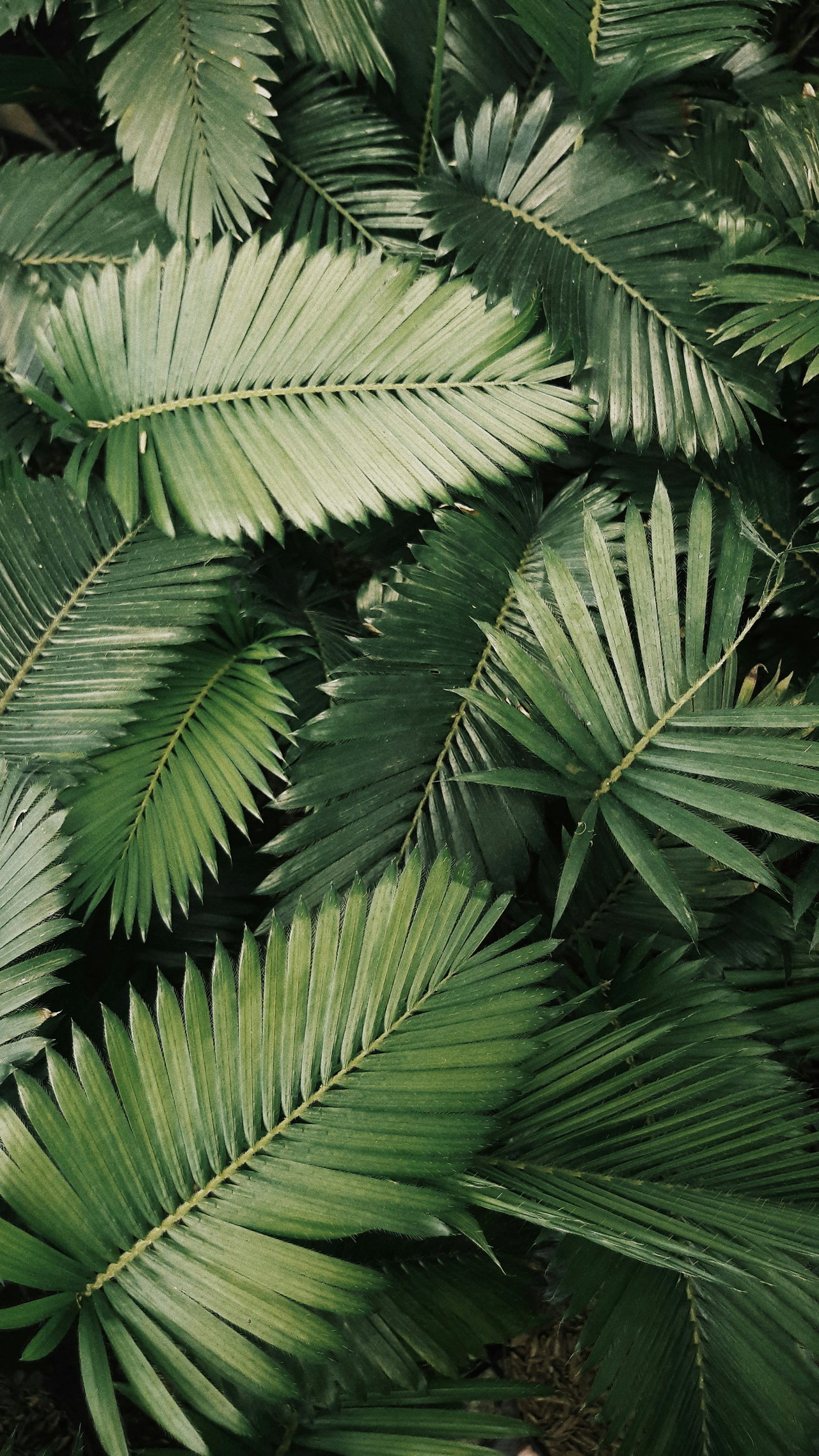 plants-jt6QxZwSOCQ-unsplash
