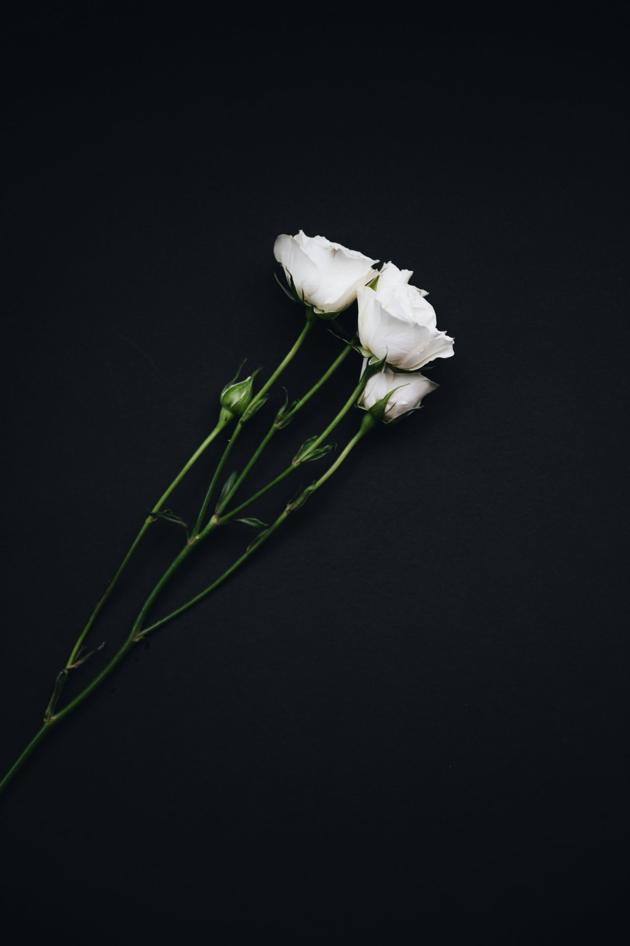 Drei weiße Rosen an langen Stielen auf dunklem Grund