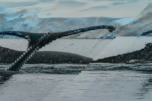 antarctica-gUYYvPrnuHY-unsplash