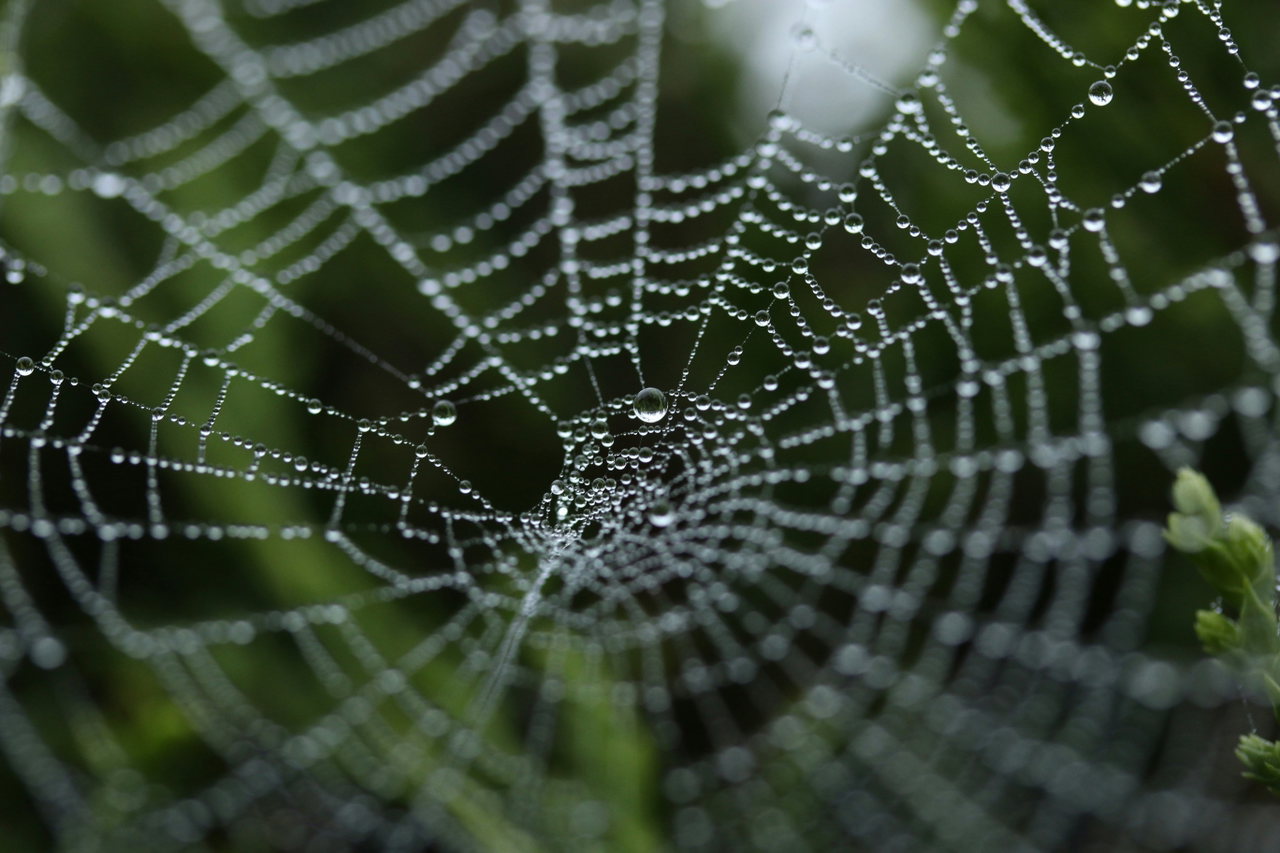 spiderweb-jpgRztEuaV4-unsplash