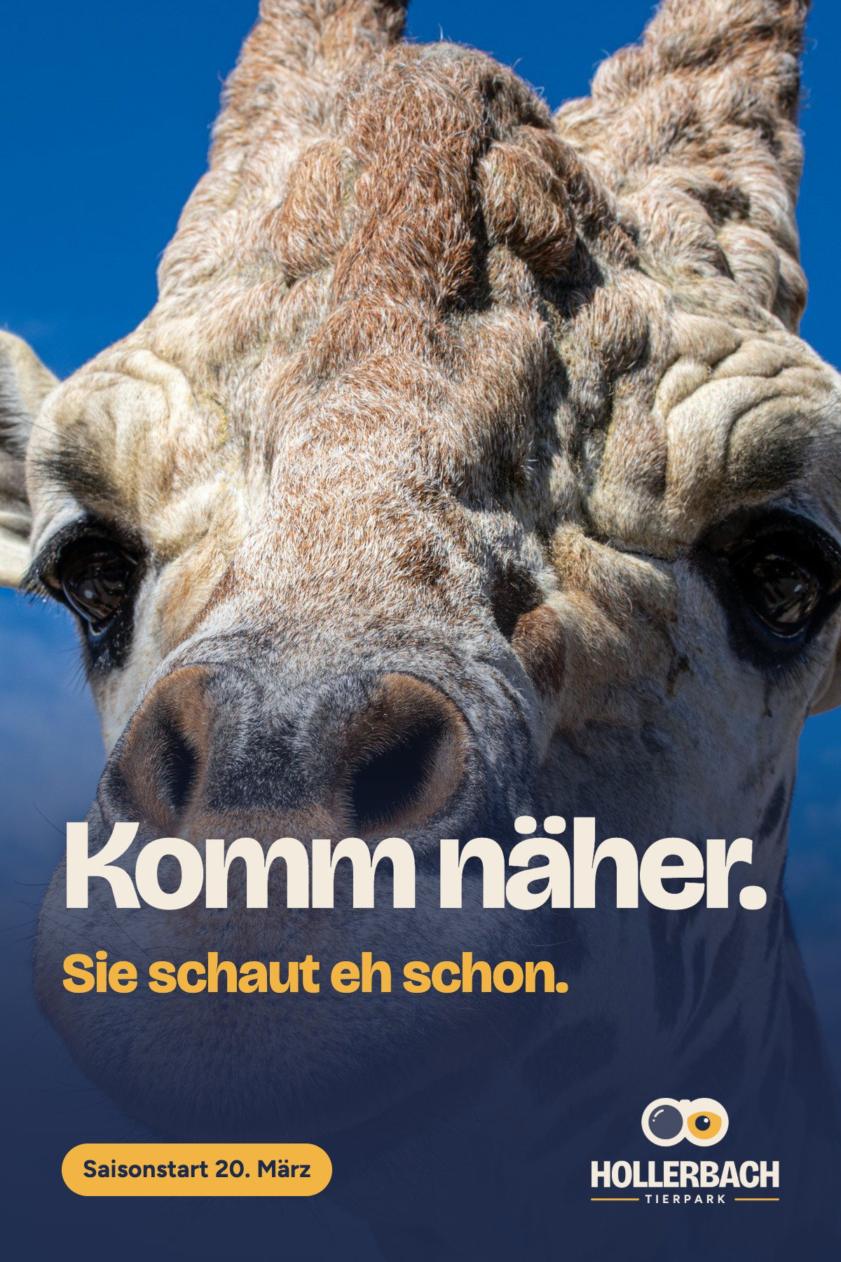 Kampagnenplakat des Tierparks Hollerbach: Eine Giraffe blickt von oben ganz nah in die Kamera, die Augen am Bildrand, dahinter blauer Himmel. Headline „Komm näher.“, darunter in Savannengelb „Sie schaut eh schon.“ Darunter ein Pill-Schild „Saisonstart 20. März“ und das helle Logo des Tierparks Hollerbach.