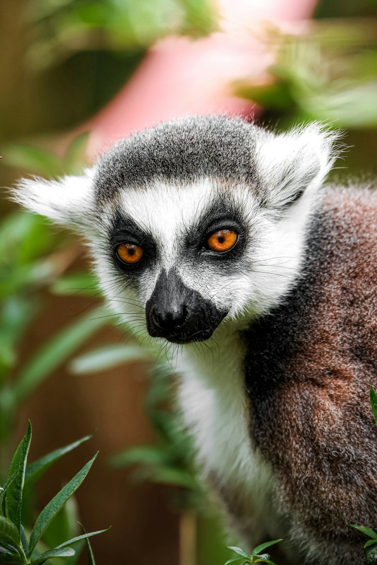Katta mit leuchtend orangefarbenen Augen und schwarz-weißem Gesicht zwischen grünen Blättern, Blick leicht zur Seite
