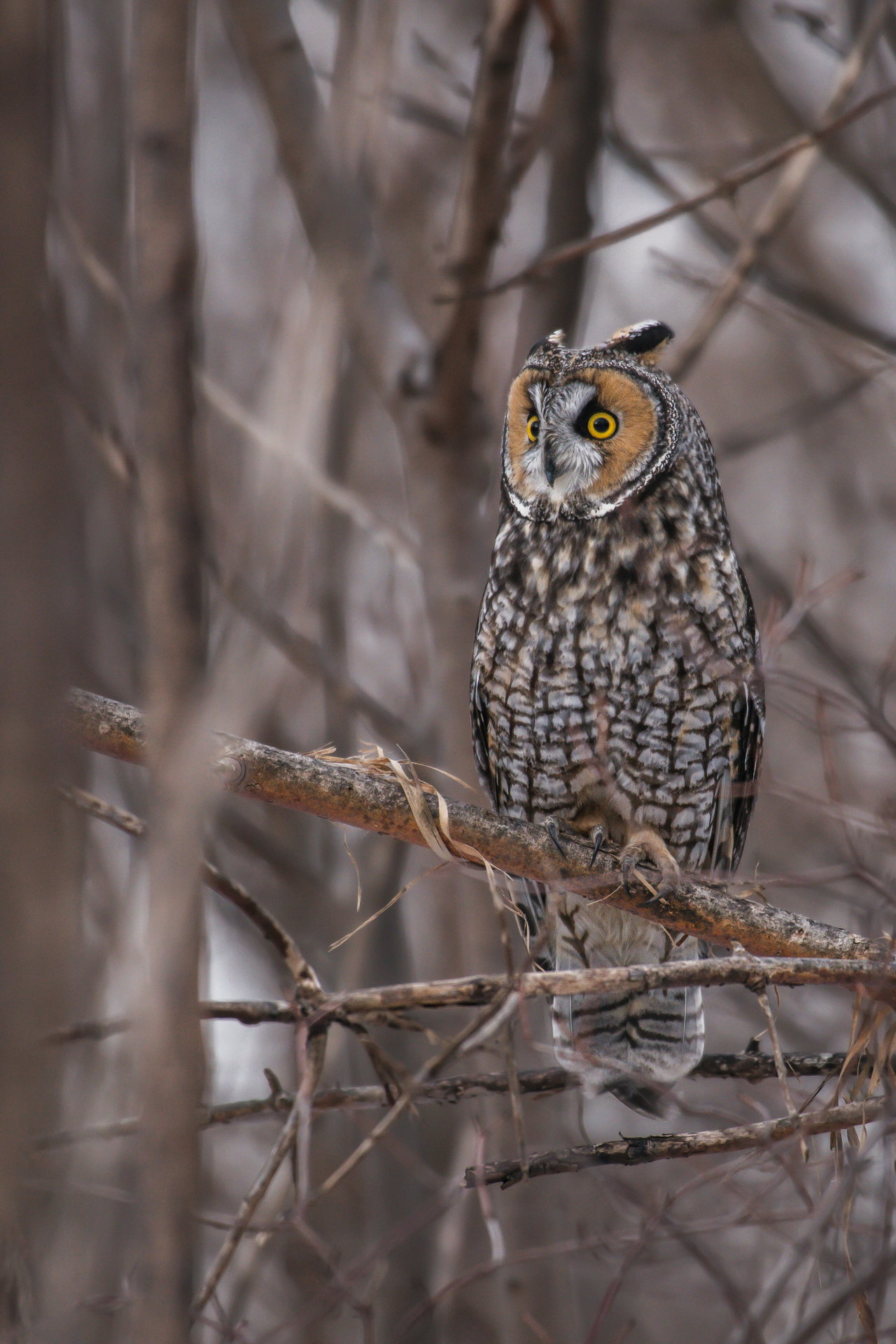 long eared owl-APy-q8R3jr8-unsplash