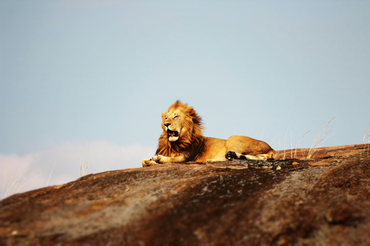 Löwe ruht auf einem Felsen in der Abendsonne