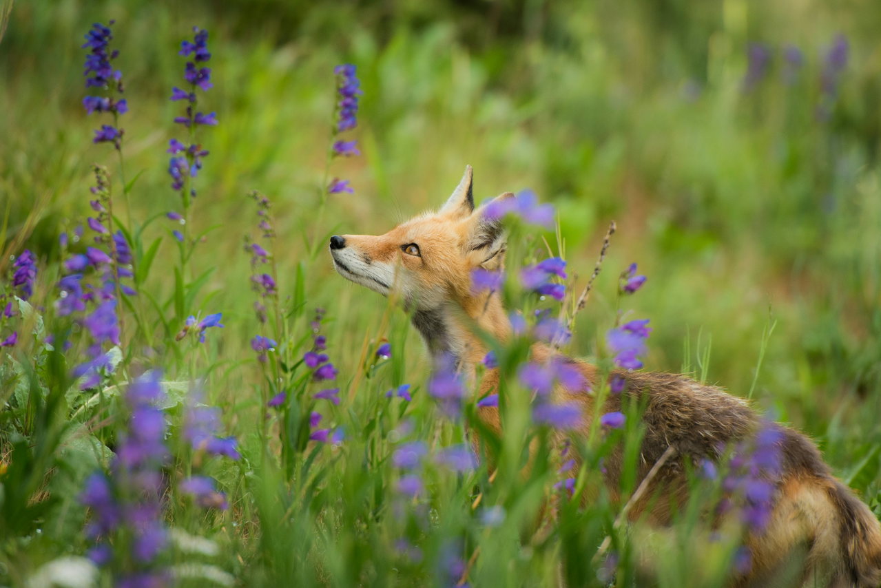 fox-pAiwxxJVh0I-unsplash