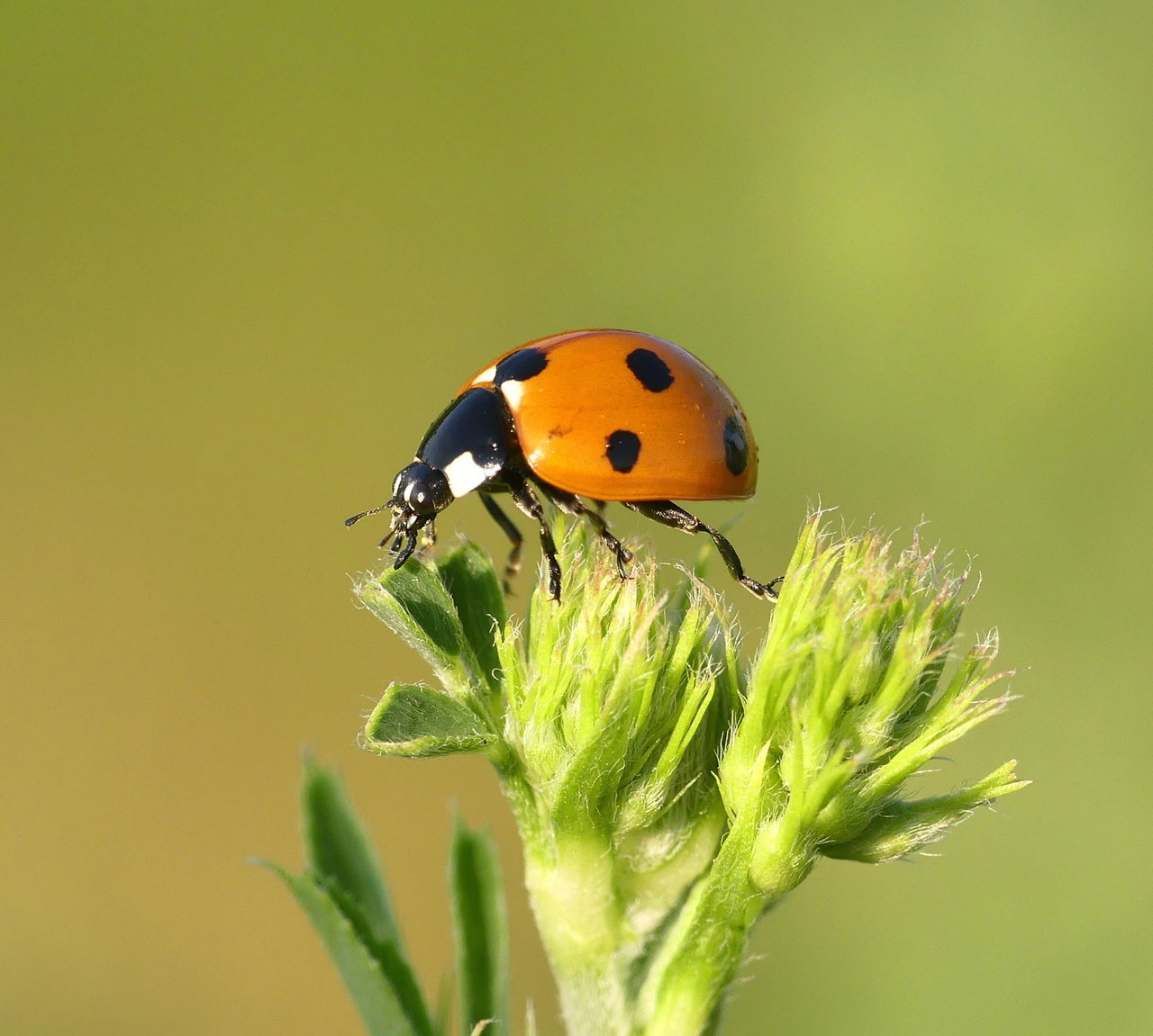 insect-906sxg0humM-unsplash