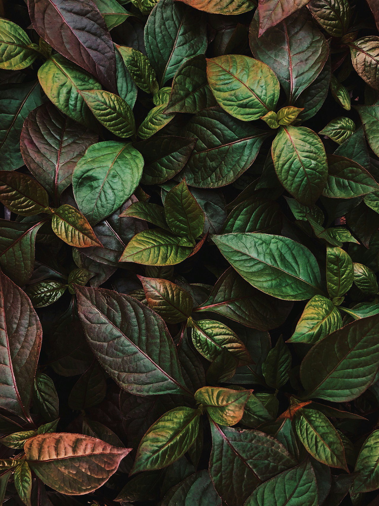 plants-hbQeCpo-Cp0-unsplash