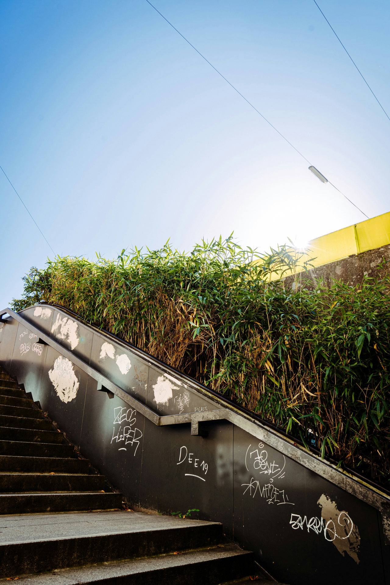 Bepflanzte Stufen einer Betontreppe im Gegenlicht