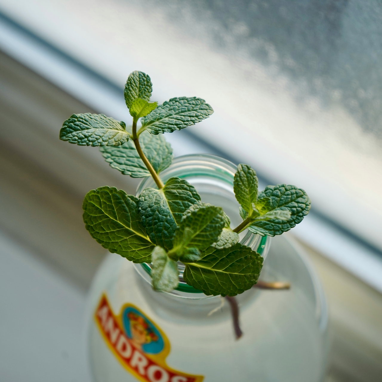 Minze wächst in einem Topf am Fenster