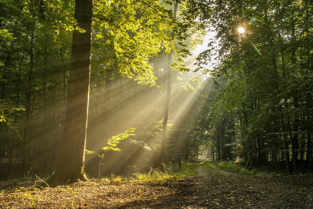 Sonnenstrahlen fallen durch das dichte grüne Blätterdach eines Laubwaldes auf einen breiten Waldweg.