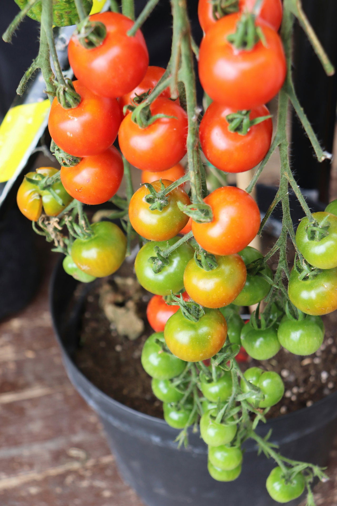 Rote und grüne Cocktailtomaten hängen in Rispen an der Pflanze