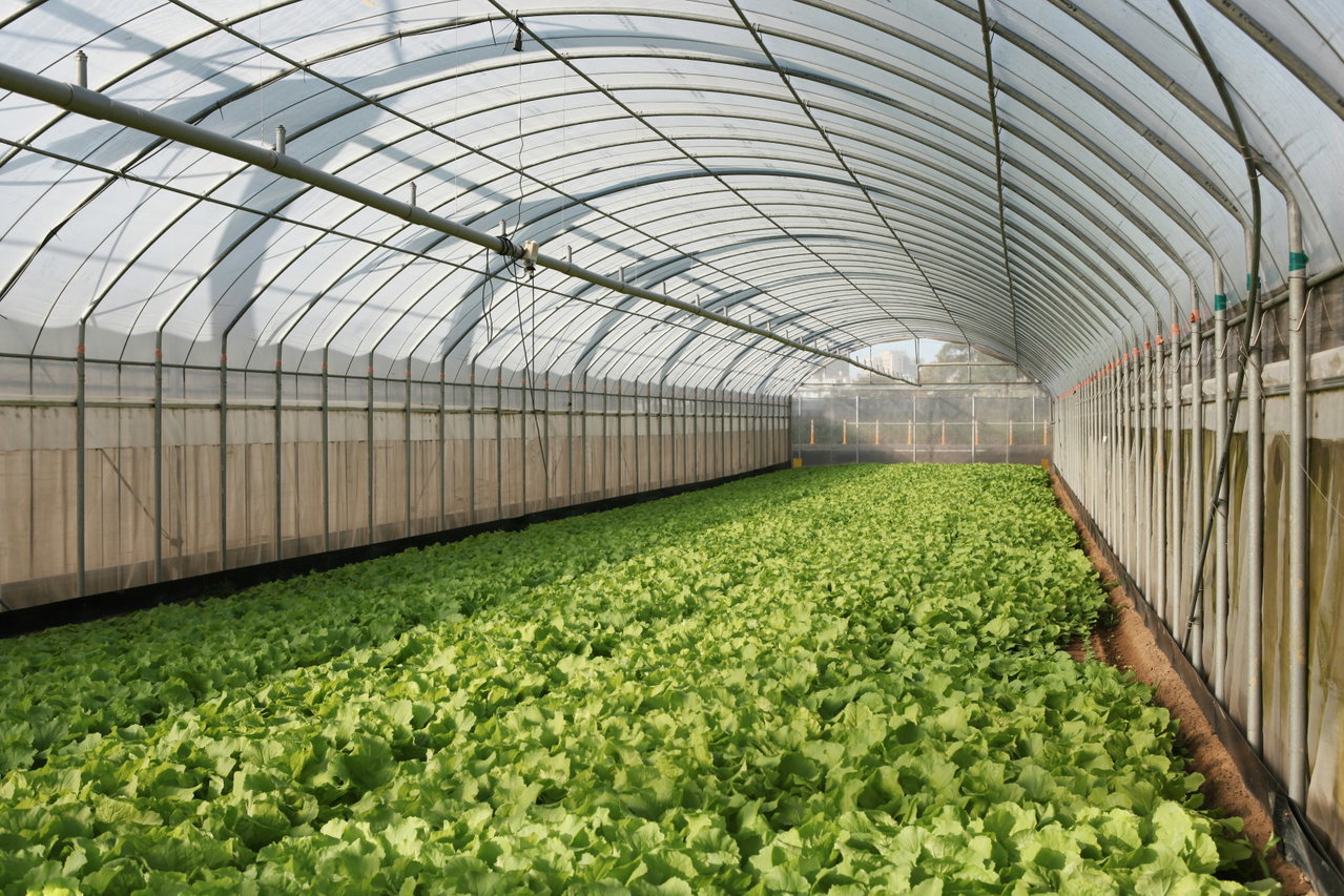 Langer Folientunnel von innen mit Reihen von frischem Salat auf dem Beet