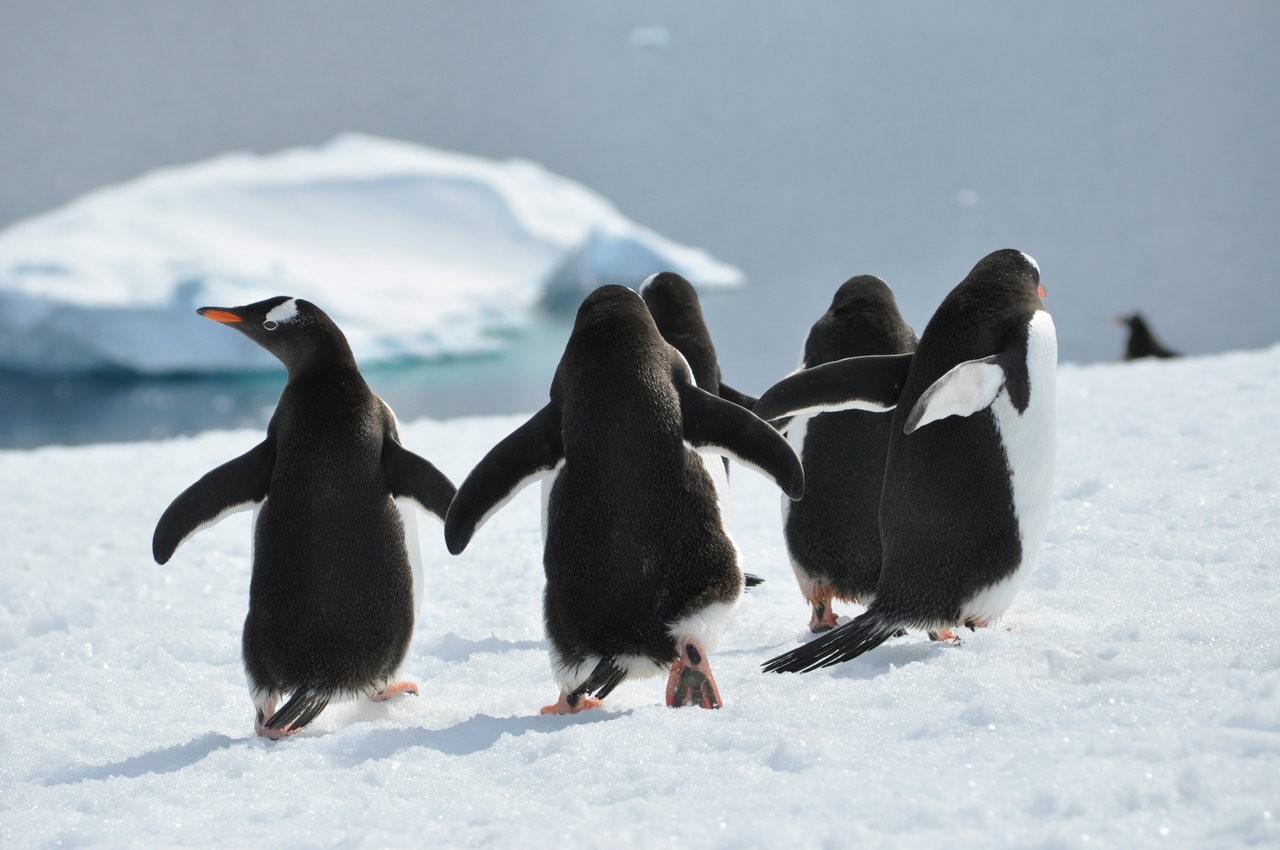 Drei Pinguine laufen über das Eis